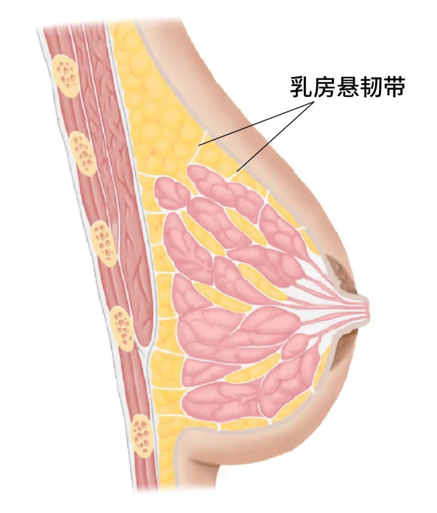 胸部下垂和喂奶的关系，一篇文章给你说明白！